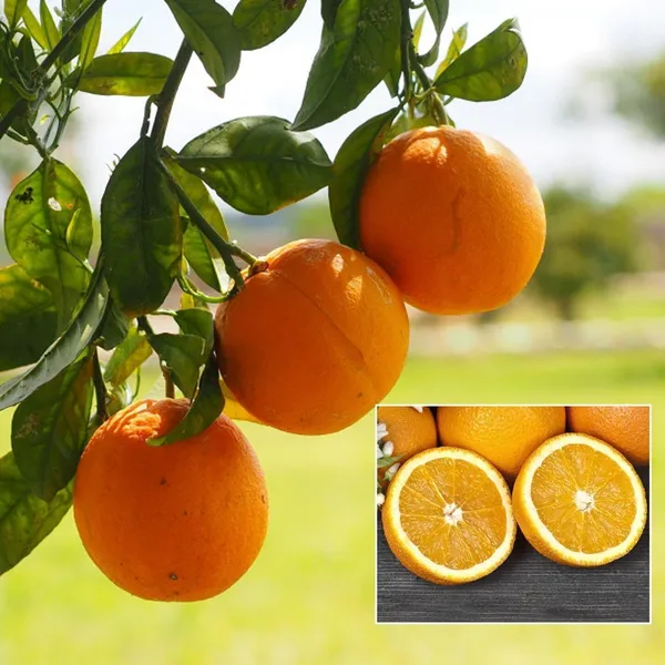 Orange_Plant_(Hybrid,_Pack_of_1)