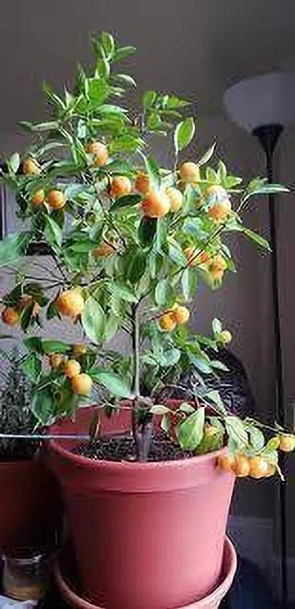 Orange_Plant_(Hybrid,_Pack_of_1)