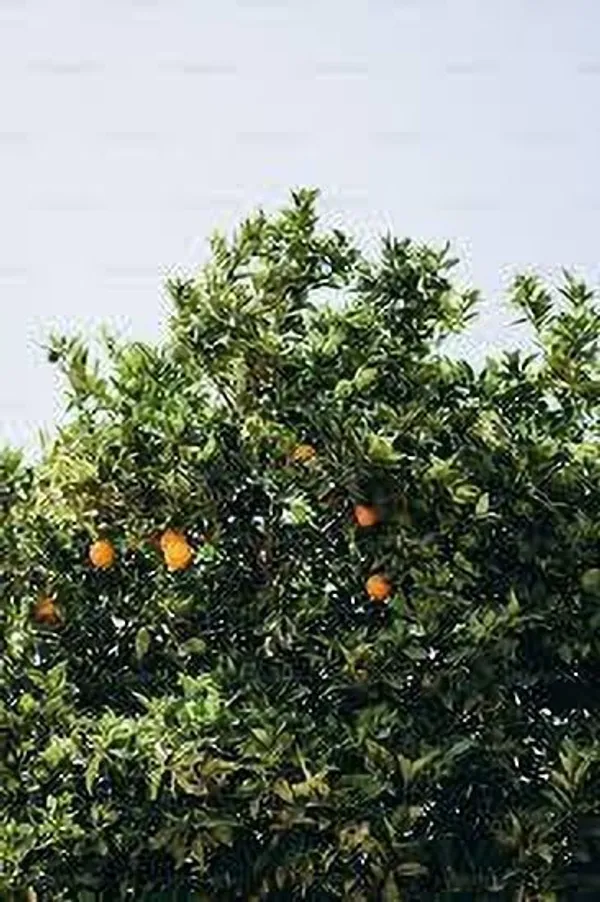 Orange_Plant_(Hybrid,_Pack_of_1)