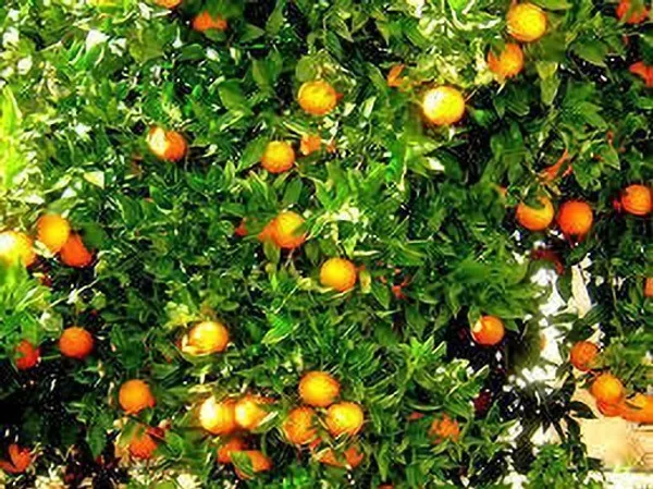 Orange_Plant_(Hybrid,_Pack_of_1)