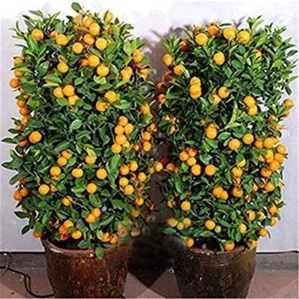 Orange_Plant_(Hybrid,_Pack_of_1)