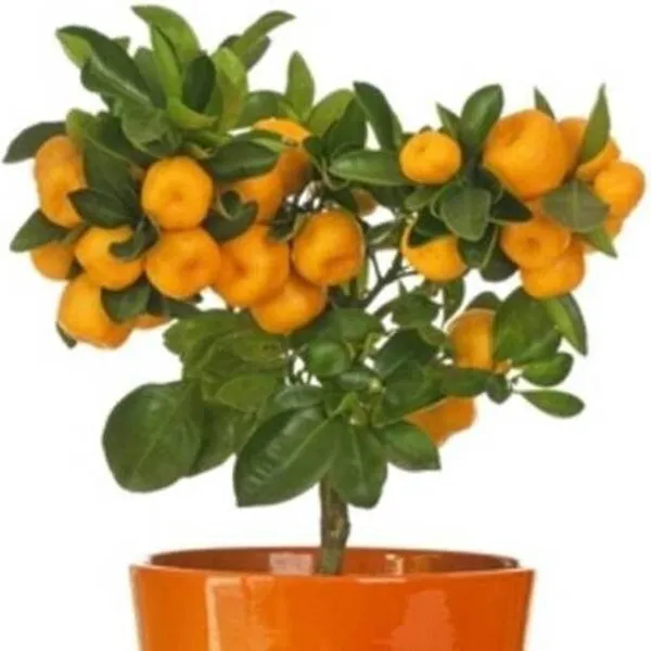 Orange_Plant_(Hybrid,_Pack_of_1)