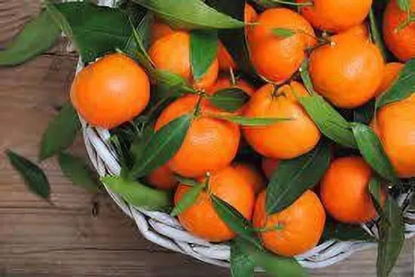 Orange_Plant_(Hybrid,_Pack_of_1)