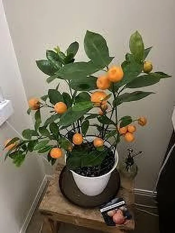 Orange_Plant_(Hybrid,_Pack_of_1)