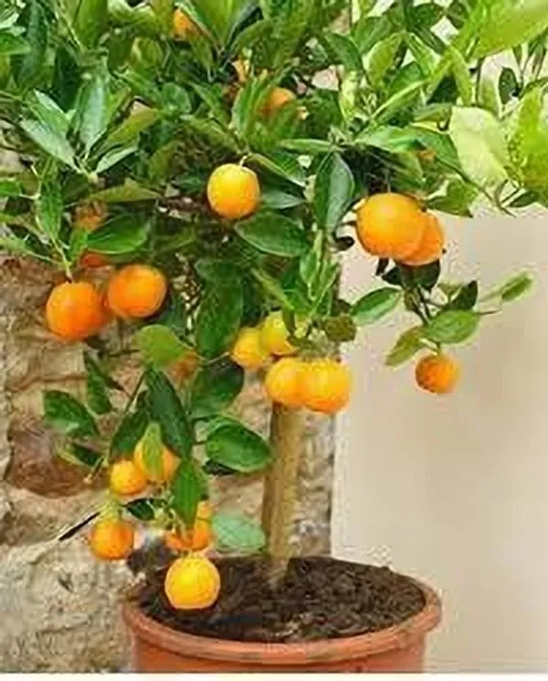 Orange_Plant_(Hybrid,_Pack_of_1)