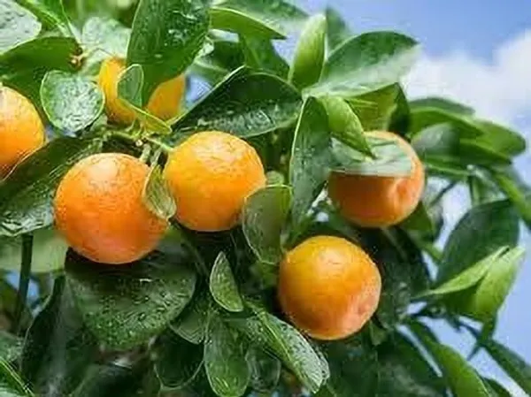 Orange_Plant_(Hybrid,_Pack_of_1)