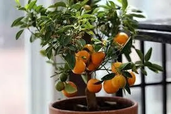 Orange_Plant_(Hybrid,_Pack_of_1)