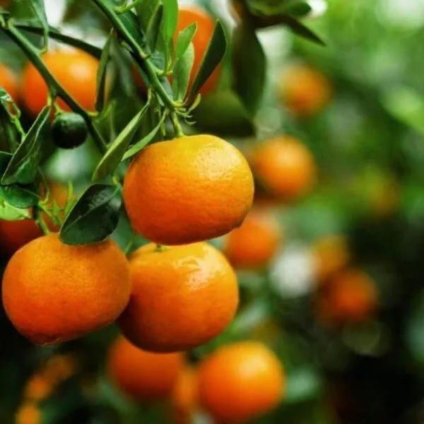 Orange_Plant_(Hybrid,_Pack_of_1)