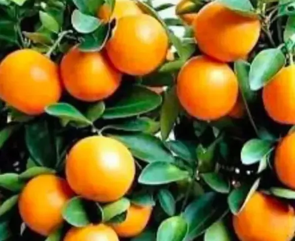 Sweet_Lemon_Plant_(Hybrid,_Pack_of_1)