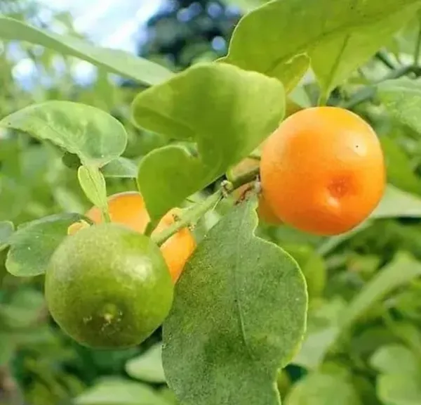 Sweet_Lemon_Plant_(Hybrid,_Pack_of_1)