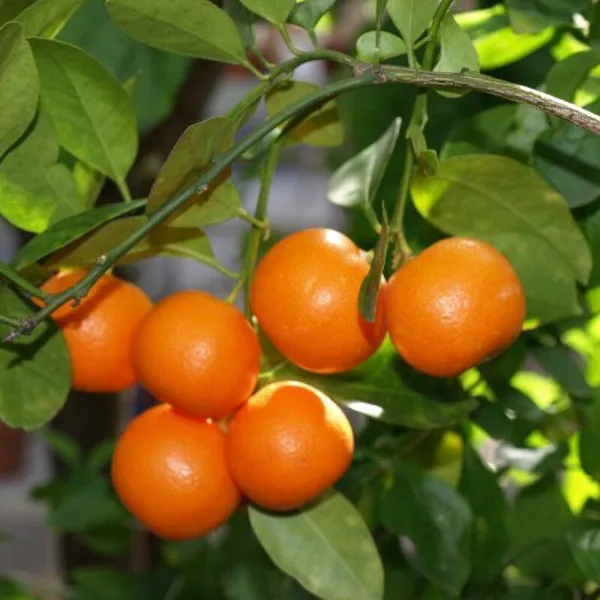 Orange_Plant_(Hybrid,_Pack_of_1)