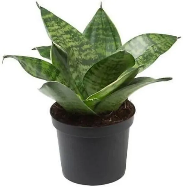 Indian_Snakeroot_Plant_(Hybrid,_Pack_of_1)