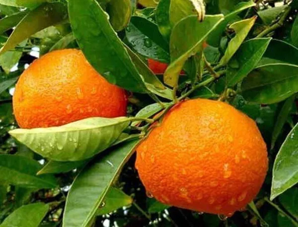 Orange_Plant_(Hybrid,_Pack_of_1)