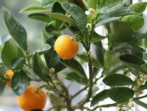 Orange_Plant_(Hybrid,_Pack_of_1)