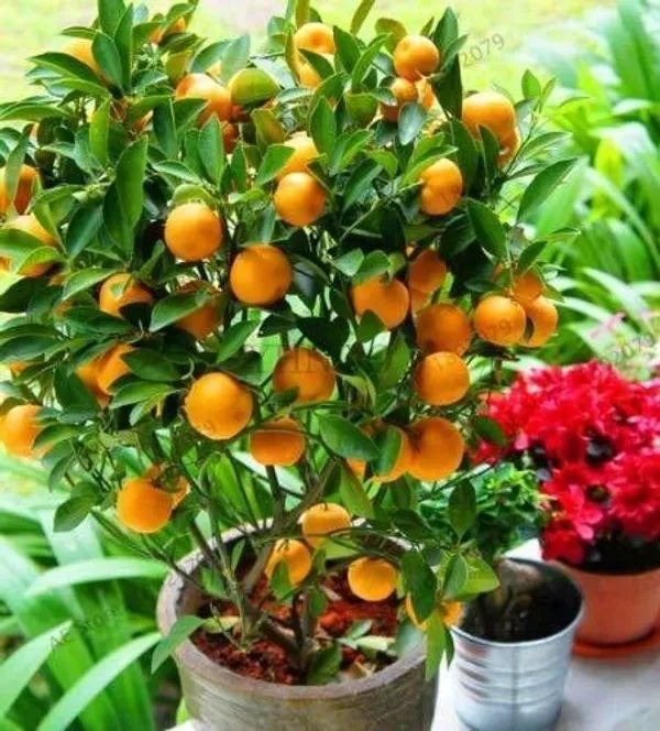 Orange_Plant_(Hybrid,_Pack_of_1)