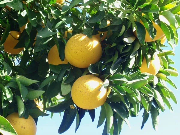 Orange_Plant_(Hybrid,_Pack_of_1)