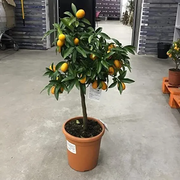 Orange_Plant_(Hybrid,_Pack_of_1)