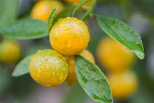 Orange_Plant_(Hybrid,_Pack_of_1)