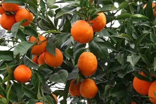 Orange_Plant_(Hybrid,_Pack_of_1)
