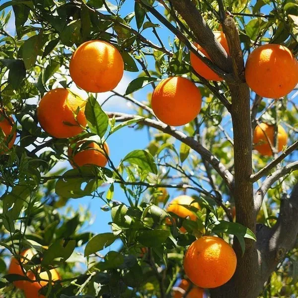 Orange_Plant_(Hybrid,_Pack_of_1)