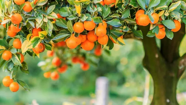 Orange_Plant_(Hybrid,_Pack_of_1)