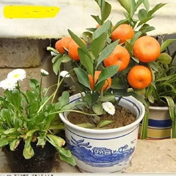 Orange_Plant_(Hybrid,_Pack_of_1)