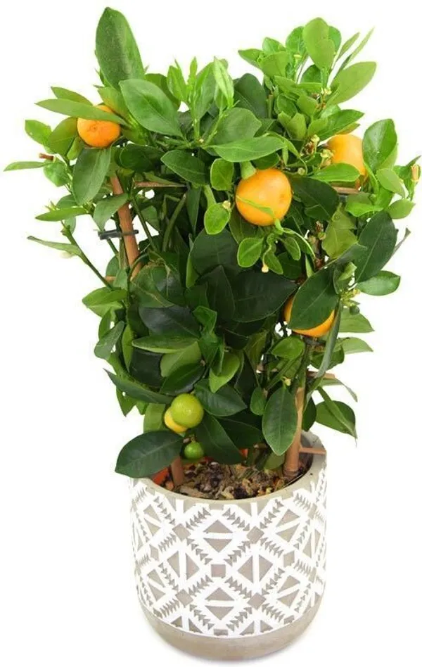 Orange_Plant_(Hybrid,_Pack_of_1)