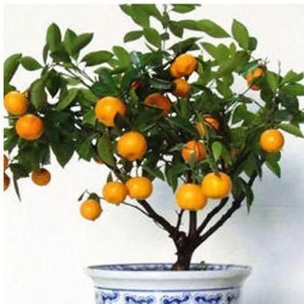 Orange_Plant_(Hybrid,_Pack_of_1)