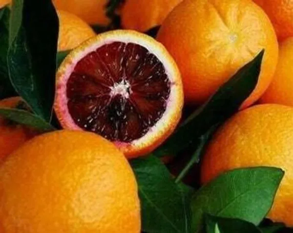 Orange_Plant_(Hybrid,_Pack_of_1)