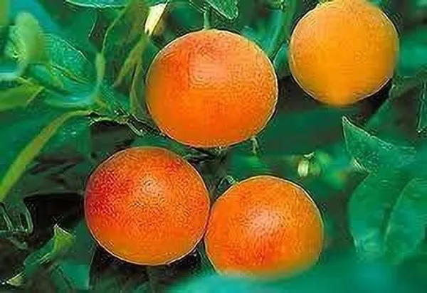 Orange_Plant_(Hybrid,_Pack_of_1)