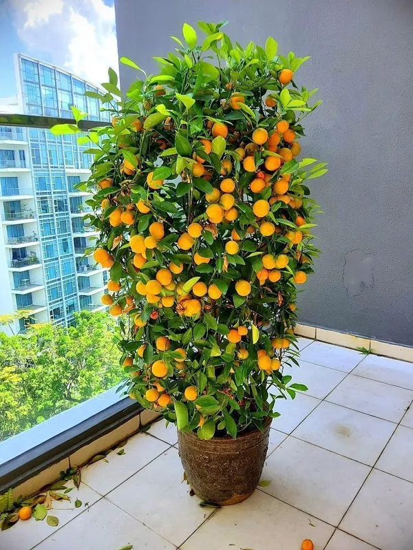 Orange_Plant_(Hybrid,_Pack_of_1)