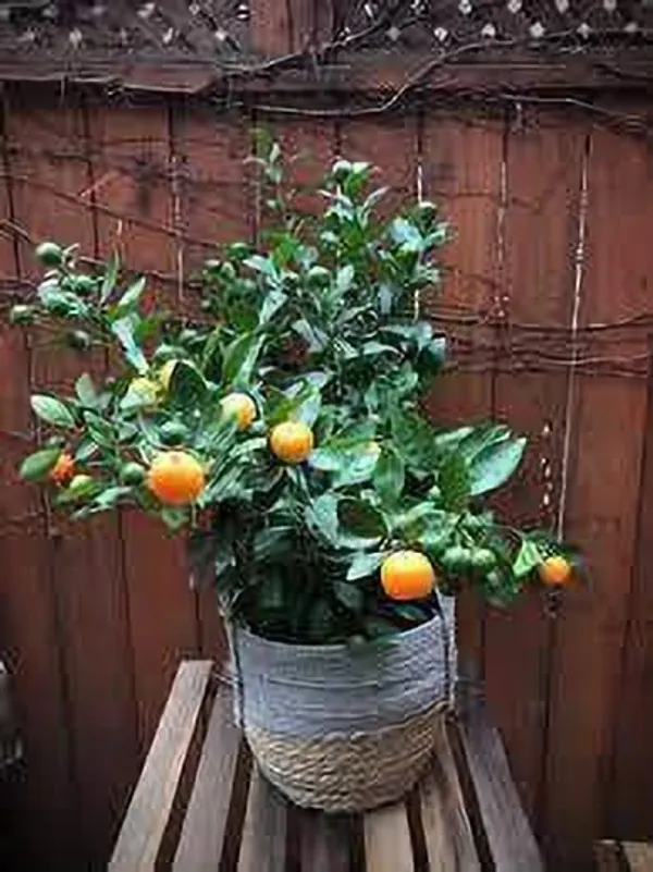 Orange_Plant_(Hybrid,_Pack_of_1)