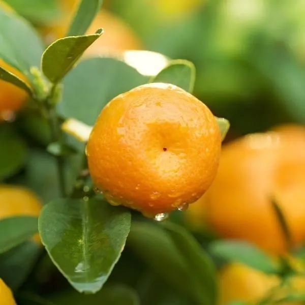 Orange_Plant_(Hybrid,_Pack_of_1)
