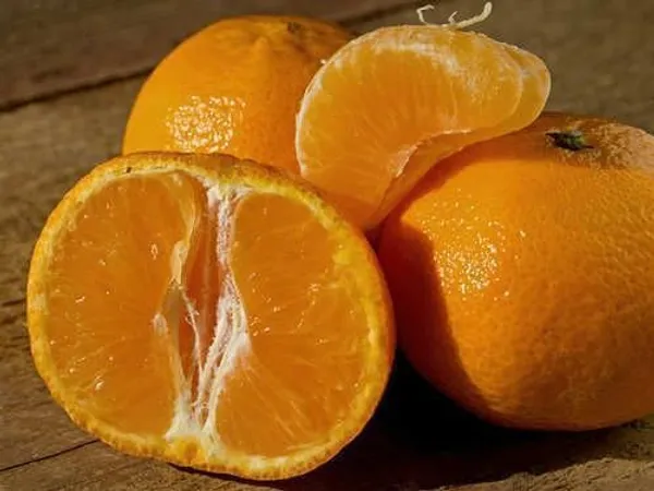 Orange_Plant_(Hybrid,_Pack_of_1)