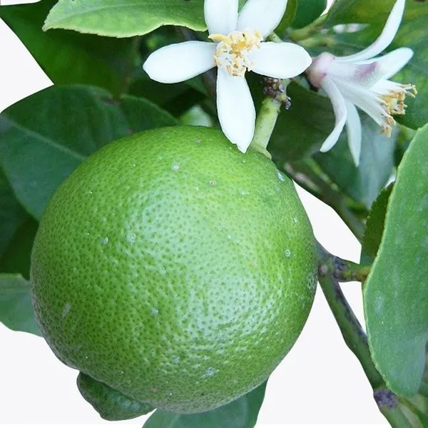 Orange_Plant_(Hybrid,_Pack_of_1)