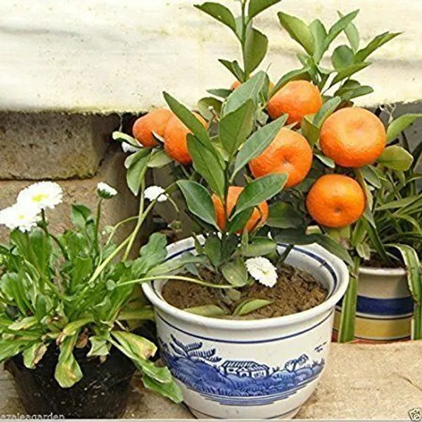 Orange_Plant_(Hybrid,_Pack_of_1)