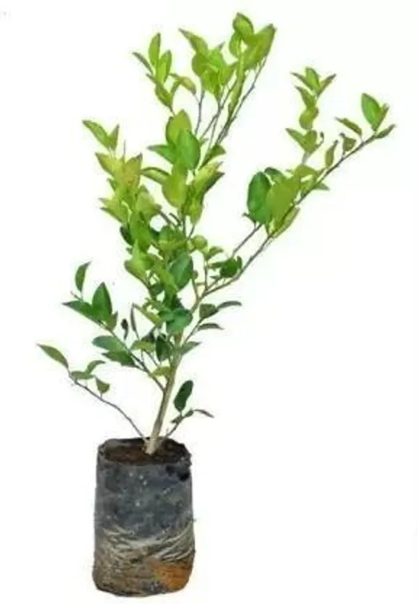 Orange_Plant_(Hybrid,_Pack_of_1)