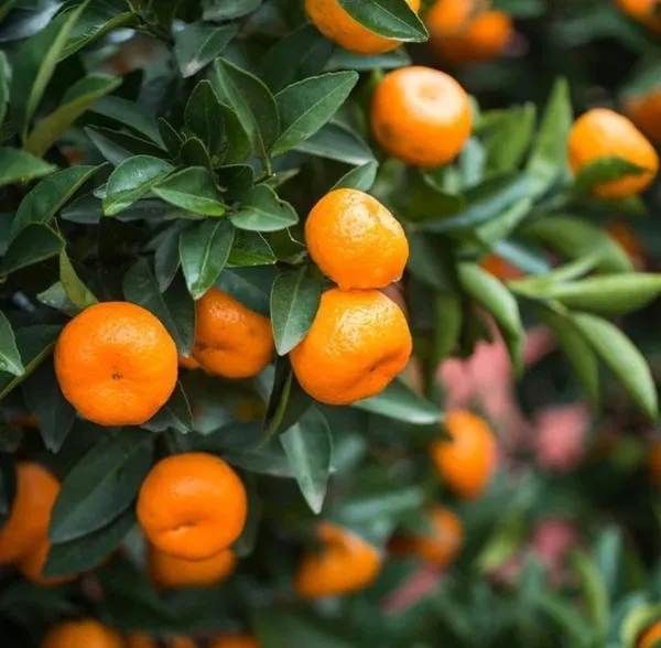 Orange_Plant_(Hybrid,_Pack_of_1)