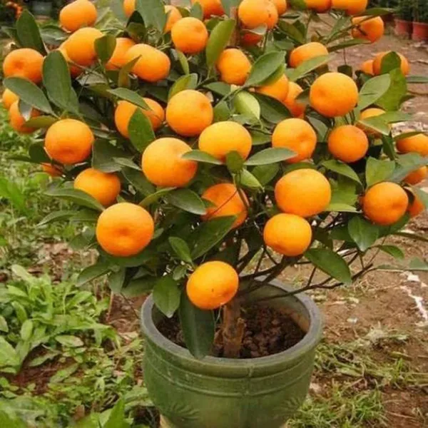 Lemon_Plant_(Hybrid,_Pack_of_1)