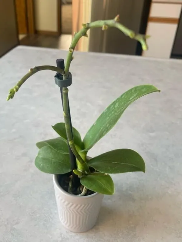 Orchid_Plant_(Hybrid,_Pack_of_1)