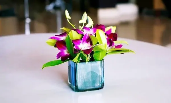 Orchid_Plant_(Hybrid,_Pack_of_1)