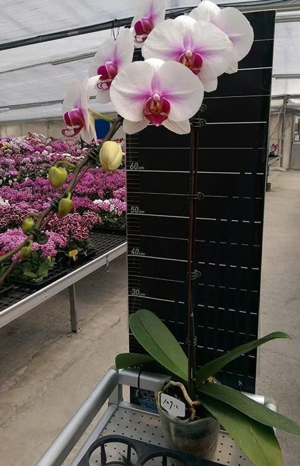 Orchid_Plant_(Hybrid,_Pack_of_1)