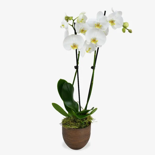 Orchid_Plant_(Hybrid,_Pack_of_1)