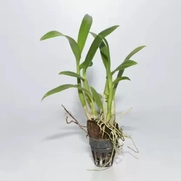 Orchid_Plant_(Hybrid,_Pack_of_1)