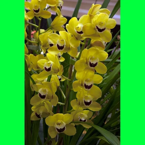 Sweet_Lemon_Plant_(Hybrid,_Pack_of_1)