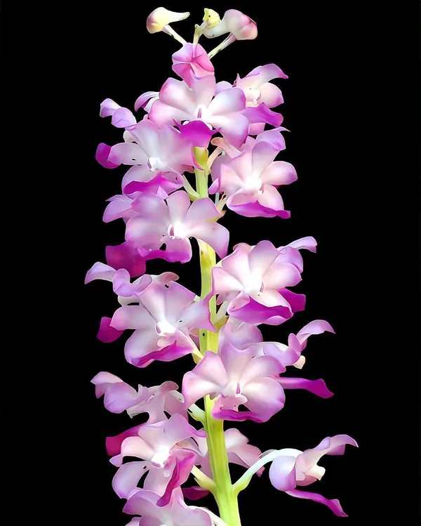 Orchid_Plant_(Hybrid,_Pack_of_1)