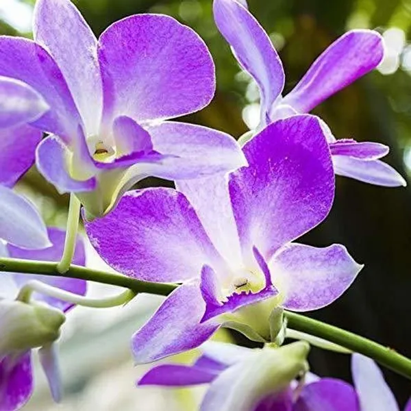 Orchid_Plant_(Hybrid,_Pack_of_1)