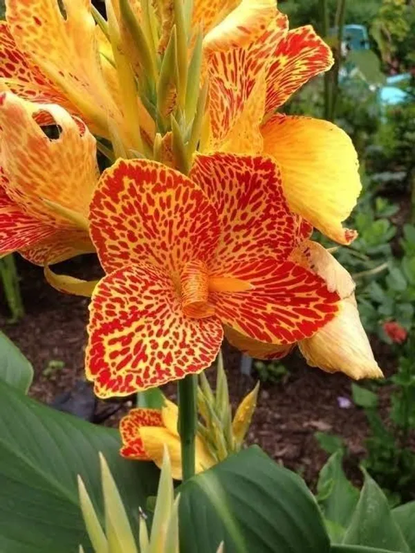 Orchid_Plant_(Hybrid,_Pack_of_1)