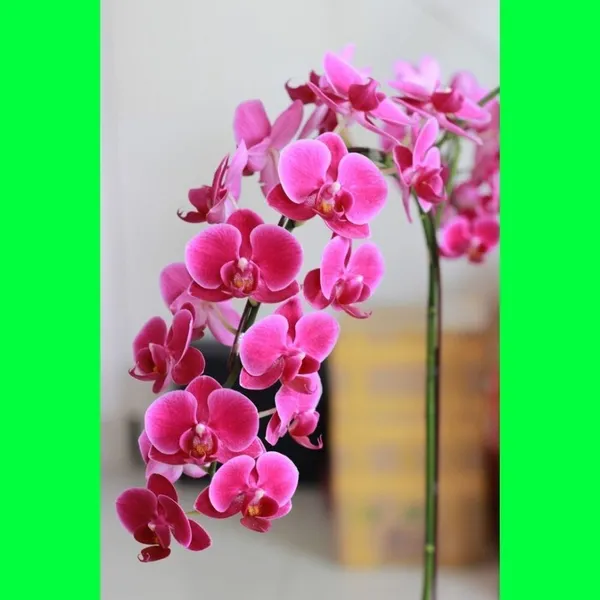 Orchid_Plant_(Hybrid,_Pack_of_1)
