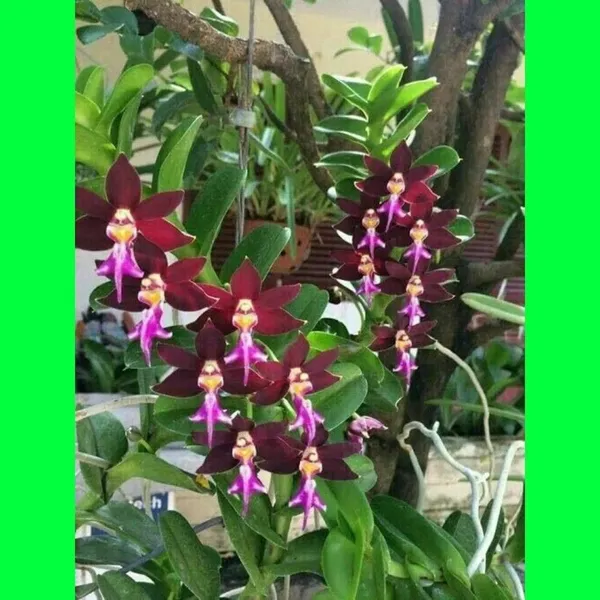 Orchid_Plant_(Hybrid,_Pack_of_1)